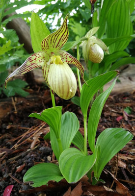IMG_20180516_131808_eCypripedium farreri.jpg
