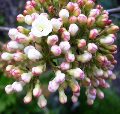 cl._009.jpg