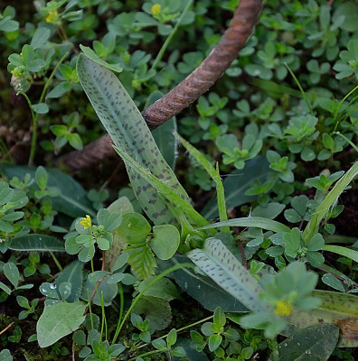 DSC_3286-Knabenkraut_014.JPG