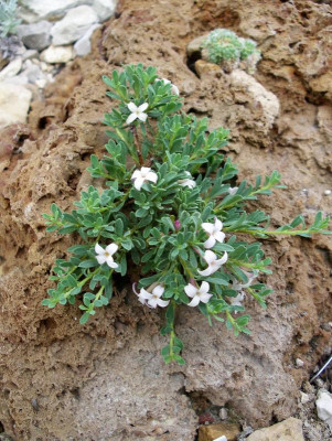 Daphne jasminea 16.05.18.JPG