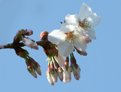 Prunus-kurilensis-ruby-2.jpg