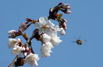 Prunus-mit-Gast.jpg