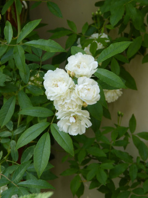 2018-05-16 Rosa banksiae.jpg