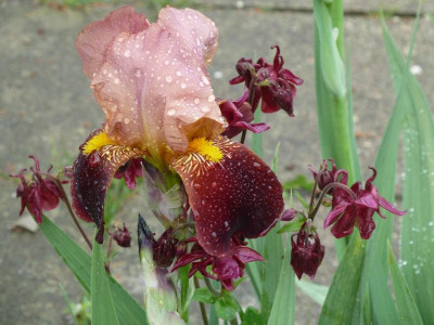 iris und akelei (1 von 1).jpg