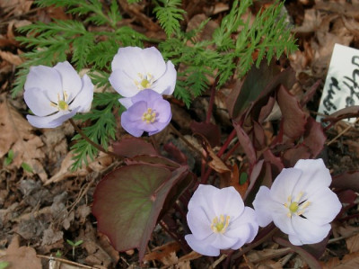 04160026_eJeffersonia_dubia.JPG