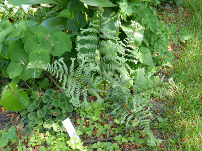 2018-05-12 Farne Athyrium 'Ocean's Fury'.jpg