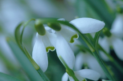 Galanthus_1_26-03-2006.jpg