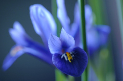 Iris_reticulata_1_26-03-2006.jpg