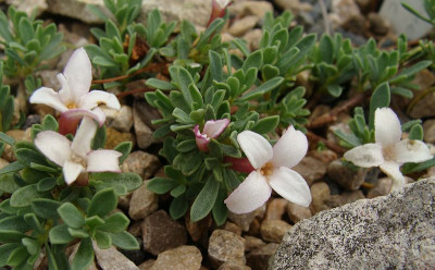Daphne jasminea18.jpg