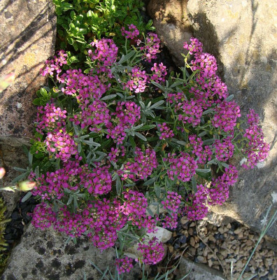 Ptilotrichum spinosum rubrum.jpg