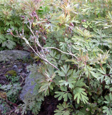 2007-03-31_002.JPG