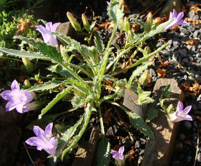 Campanula carpatha.jpg