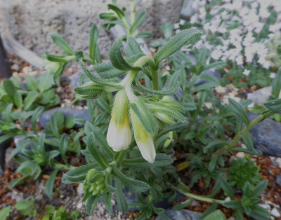 Onosma nanum ...   16.5.18 008.jpg