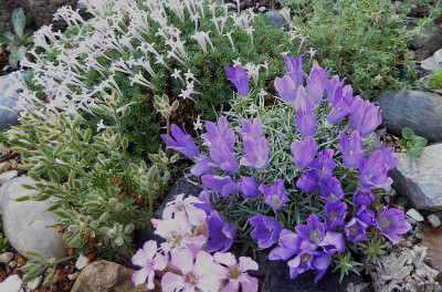 Edraianthus pumilo ...    15.5.18 003.jpg