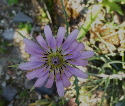 Scorzonera suberosa ssp. carlensis  ...    16.5.18 017.jpg