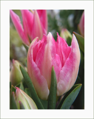 TULIPA_SA_3103.jpg