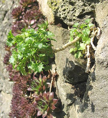 Campanula_cochleariifolia_fars_2007.jpg