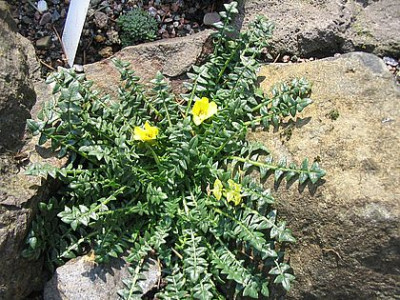 Morisia_monanthos_fars_2007.jpg