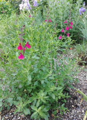 Sgreggii_RaspberryRoyale_160518.jpg