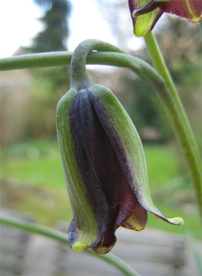 Fritillaria_welche_.jpg