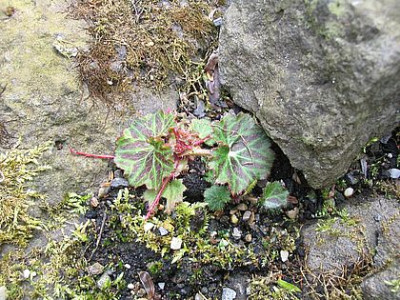 Saxifraga_stolonifera_fars_2007.jpg