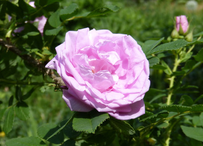 2018-05-17 Rosen 'Wasagaming'.jpg