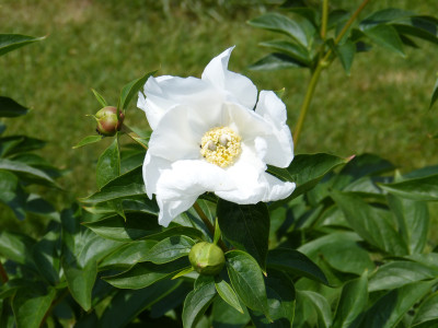 2018-05-17 Paeonia 'White Innocence' 1.jpg