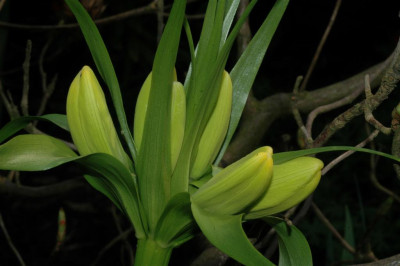 A2623_Large.JPG