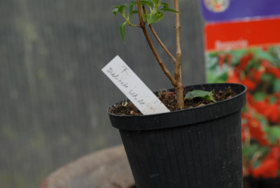 Fuchsie delicate white Gruga.JPG