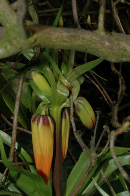 A2624_Large.JPG