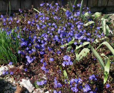 Veronica_peduncularis_Georgia_Blue_2007-03-30.JPG