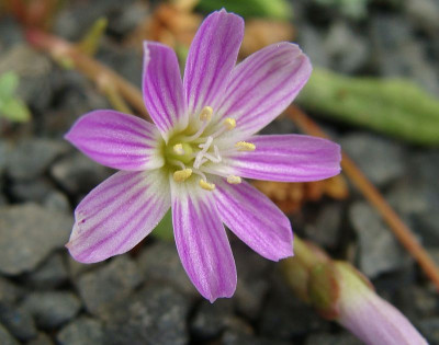 Lewisia pygmaea.jpg