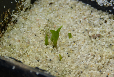 2018-05-17 Cypripedium calceolus.jpg
