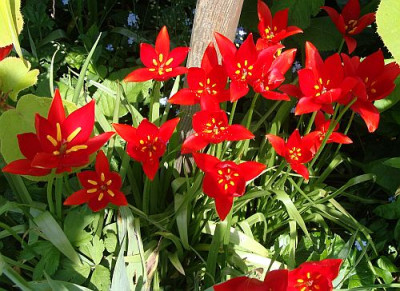 Tulipa sprengeri2.jpg