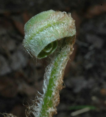 A2649_Large.JPG