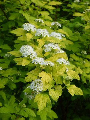 2018-05-17 Physocarpus 'Dart's Gold'.jpg