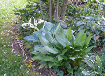 2018-05-17 Hosta 1.jpg
