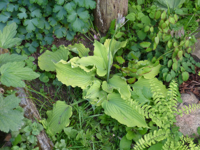 2018-05-17 Hosta 2.jpg