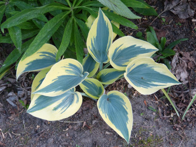 2018-05-17 Hosta 'Ben Vernooij'.jpg