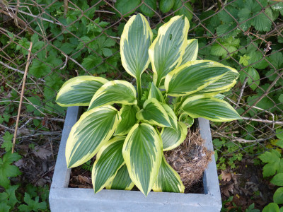 2018-05-17 Hosta 'Bold Ribbons'.jpg