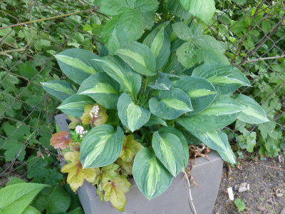 2018-05-17 Hosta 'Striptease'.jpg