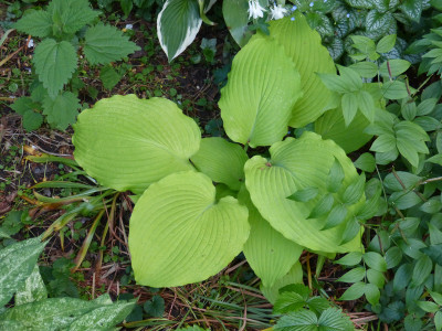 2018-05-17 Hosta 'Choo Choo Train'.jpg