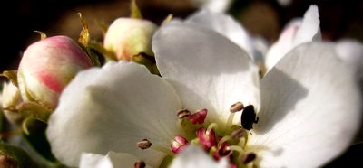 apr_023.jpg
