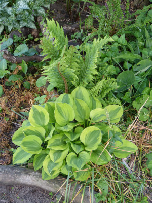 2018-05-17 Hosta 'Golden Tiara'.jpg