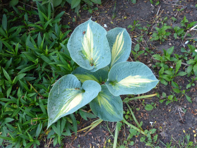 2018-05-17 Hosta 'Great Expactations'.jpg