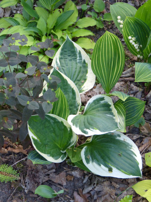 2018-05-17 Hosta 'Minute Man'.jpg