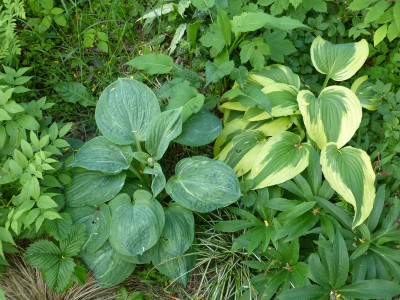 2018-05-17 Hosta 'Spilt Milk' - 'Ice Follies'.jpg