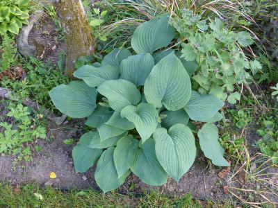 2018-05-17 Hosta 'Woge'.jpg