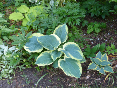 2018-05-17 Hosta 'American Halo'.jpg