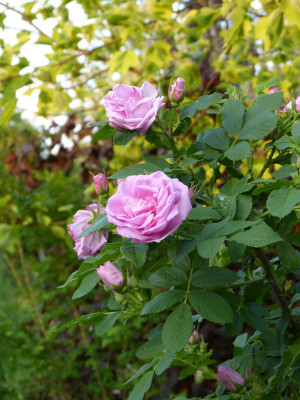 2018-05-17 Rosen 'Wasagaming' 2.jpg